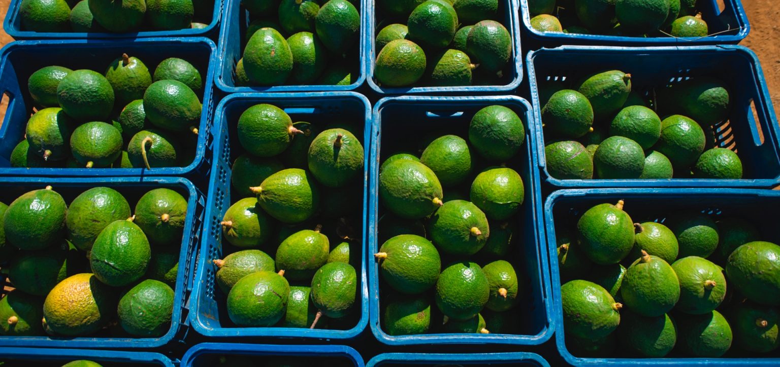 coopadap-00051